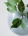 Minx Decorative Vases (Set of 2)